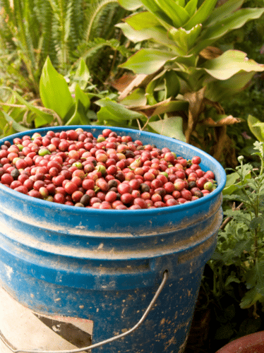 Pot de ramassage de cerise de café mur