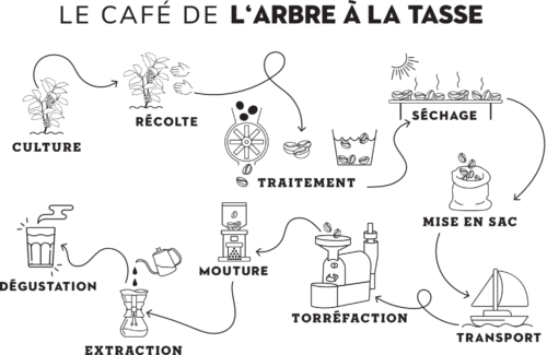 café arbe à la tasse