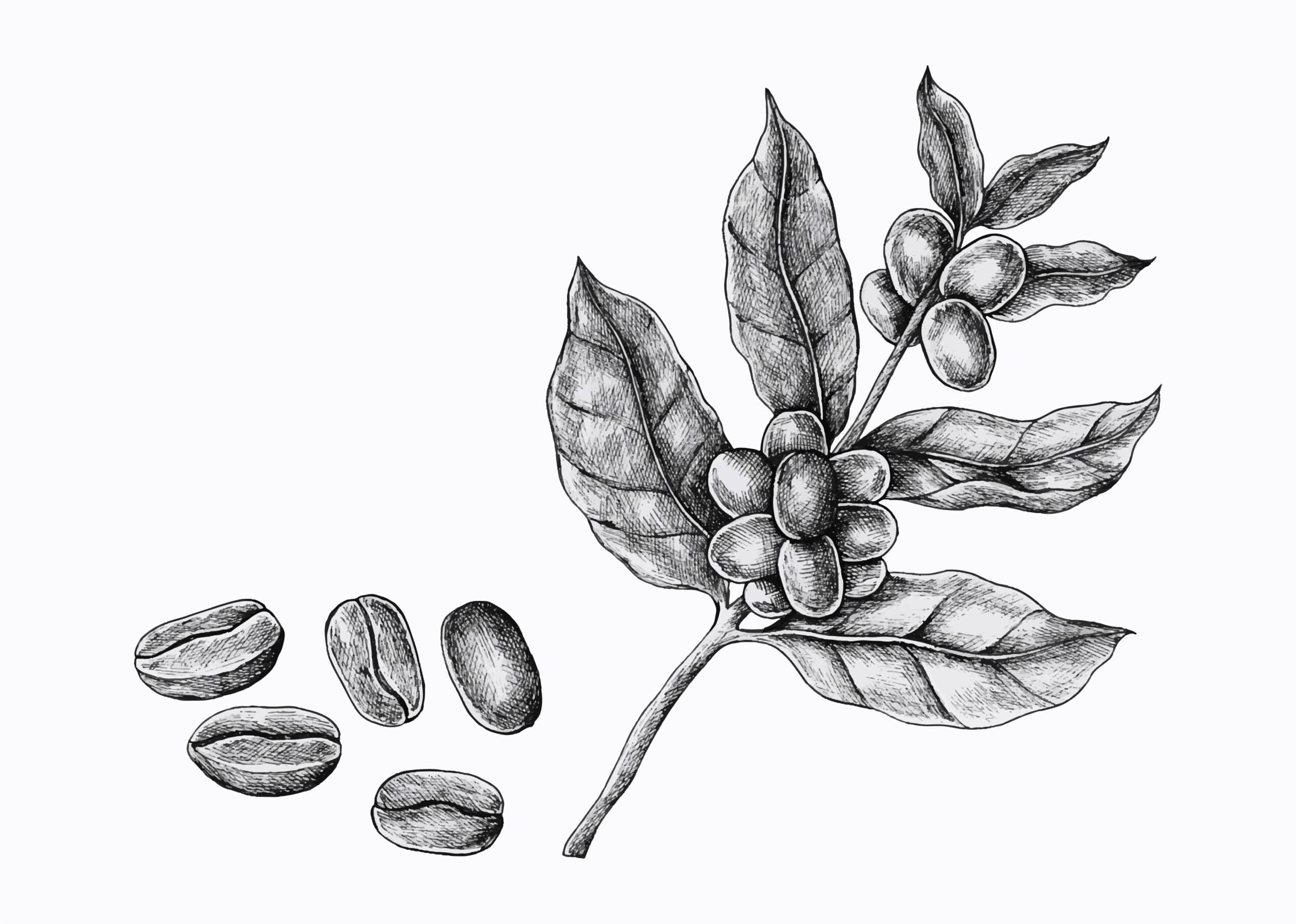 Dessin arabica fleurs et graine de café